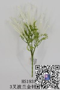 圖片HS1931  3叉波蘭金針菇（硬）