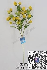 圖片單枝水草合集