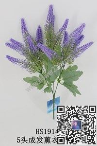 圖片薰衣草系列合集