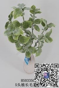 圖片把束水草植毛合集